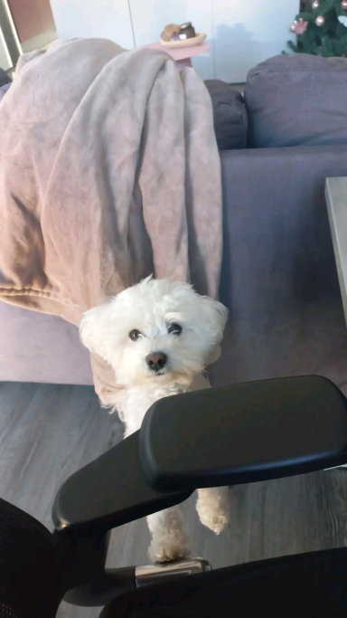Romy, pet sitter in Nijmegen, photo 1