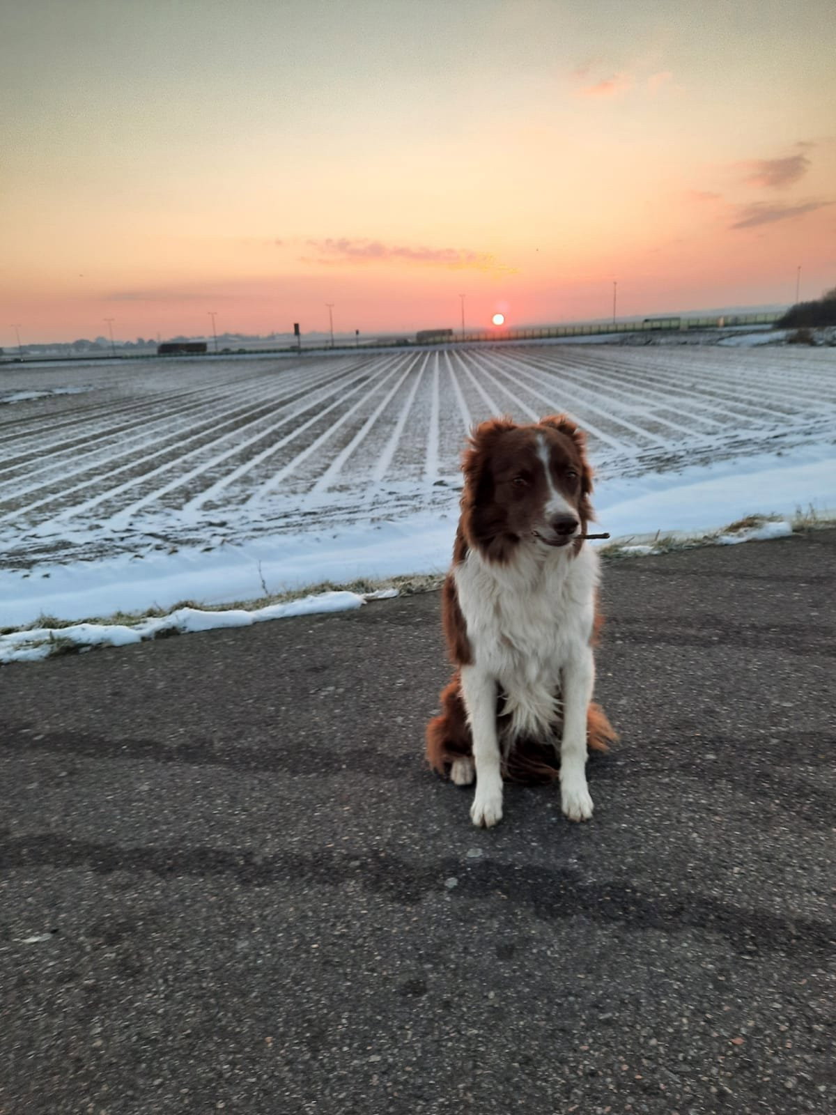 nancy, pet sitter in Alkmaar, photo 3