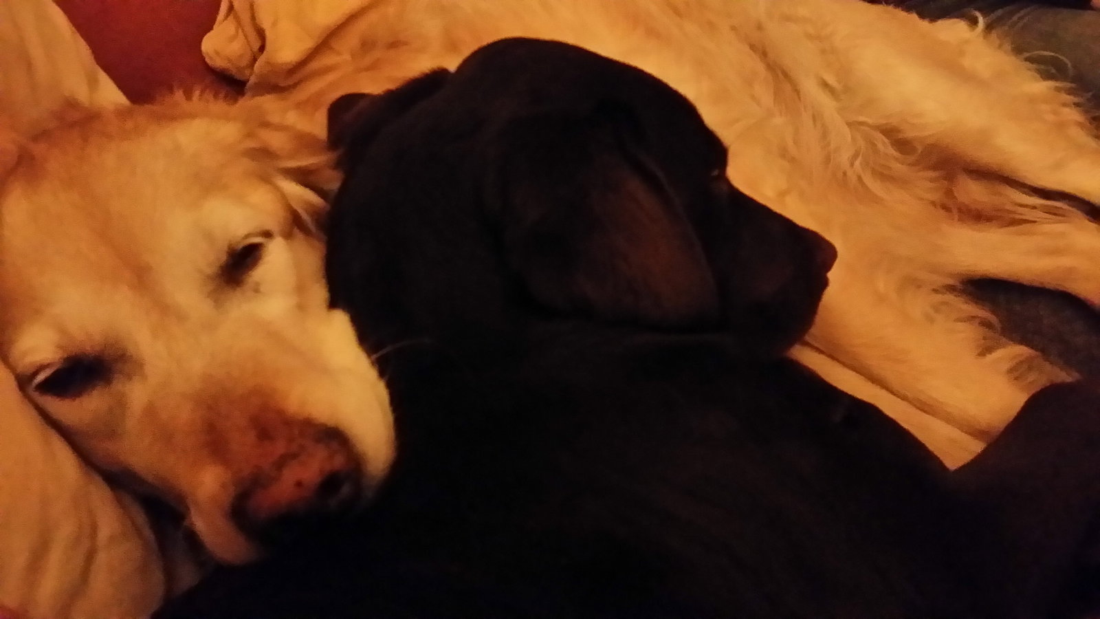 Jolanda, pet sitter in Landgraaf, photo 5