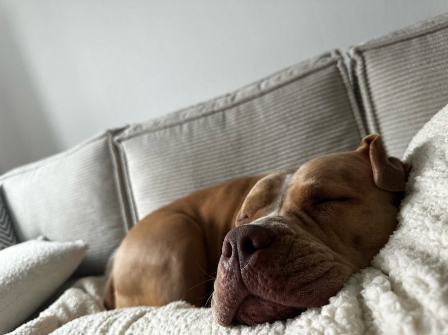 Emilia, pet sitter in München, photo 2