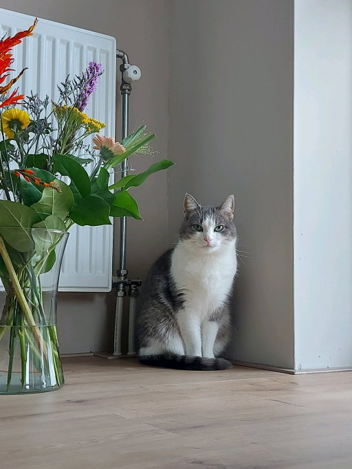Kelly, pet sitter in Boxmeer, photo 2