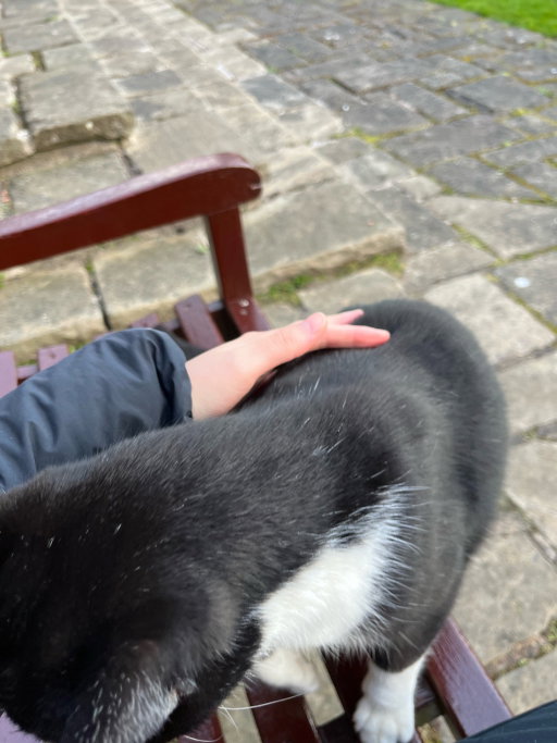 Pengyu, pet sitter in Leiden, photo 2