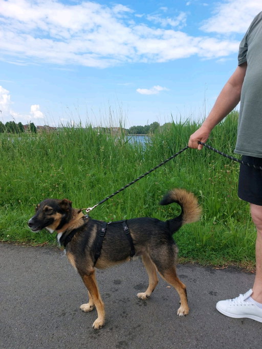 Rick, pet sitter in Sittard, photo 4