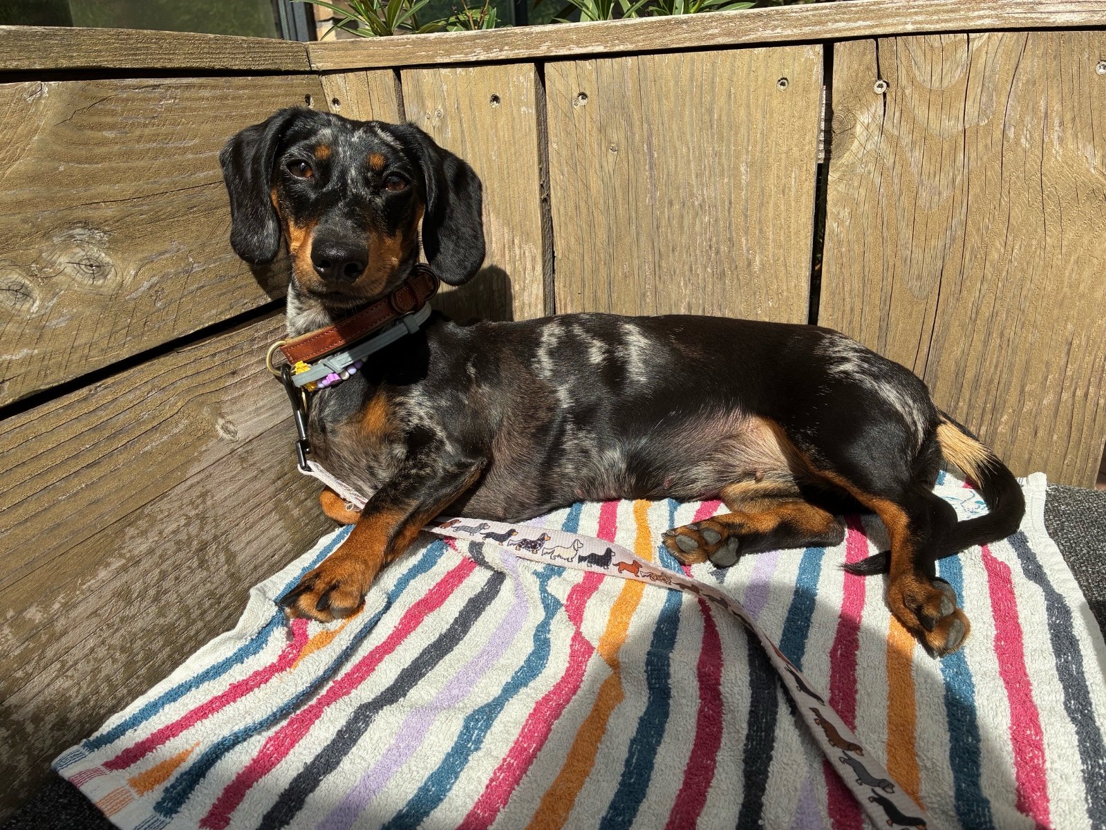 Raquel, pet sitter in Eindhoven, photo 4