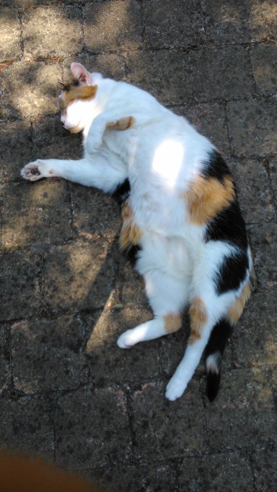 Thomas, pet sitter in Amsterdam, photo 2