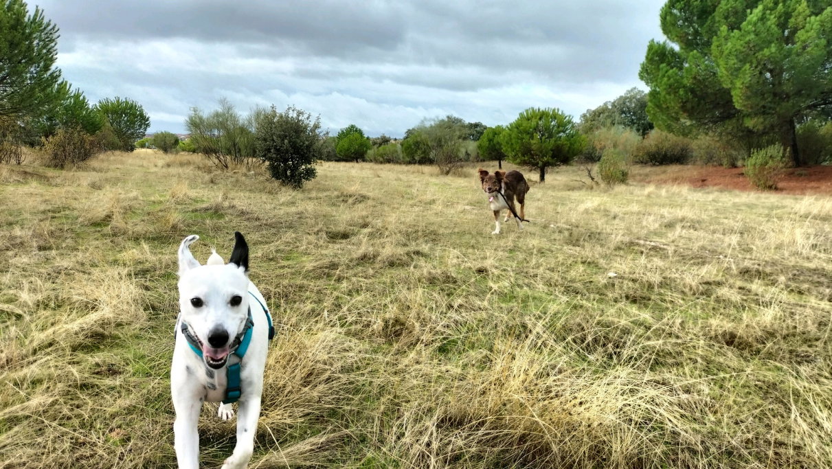 Carmen, pet sitter in Gouda, photo 5