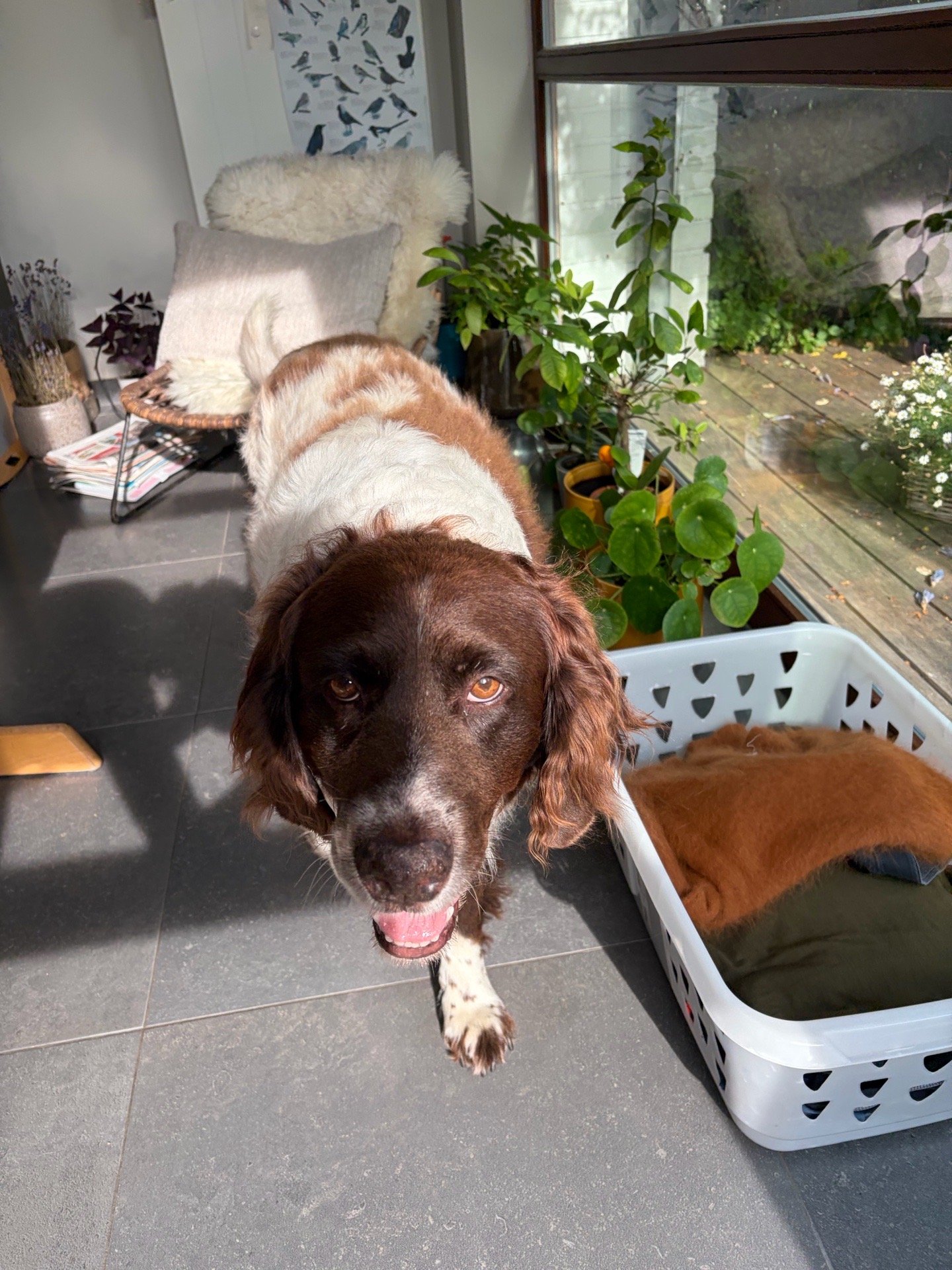 Marie, dierenoppas in Dilbeek, foto 5