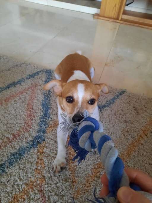 Núria, pet sitter in Nieuw-Vennep, photo 1