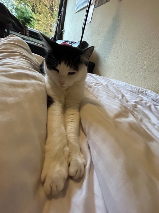 Martina, pet sitter in Nijmegen, photo 1