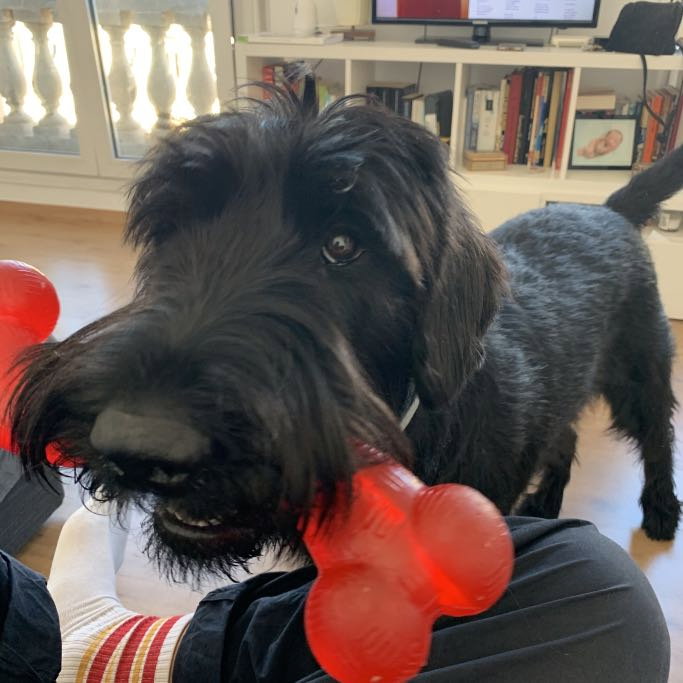 Jack, pet sitter in Amsterdam, photo 4