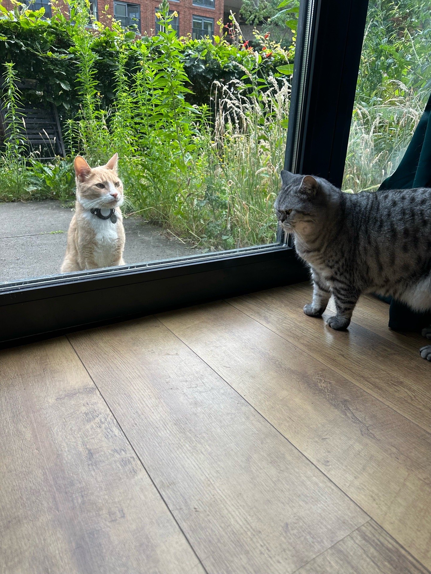 Suzanne, pet sitter in Amsterdam, photo 3
