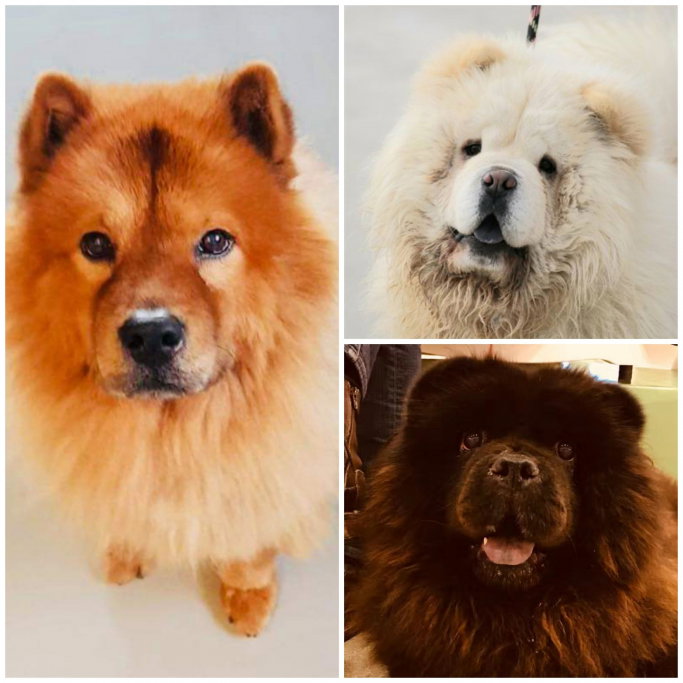 Dillon, pet sitter in Duivendrecht, photo 1