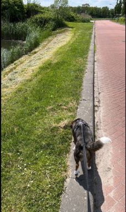 Maarten, dierenoppas in Lelystad, foto 3