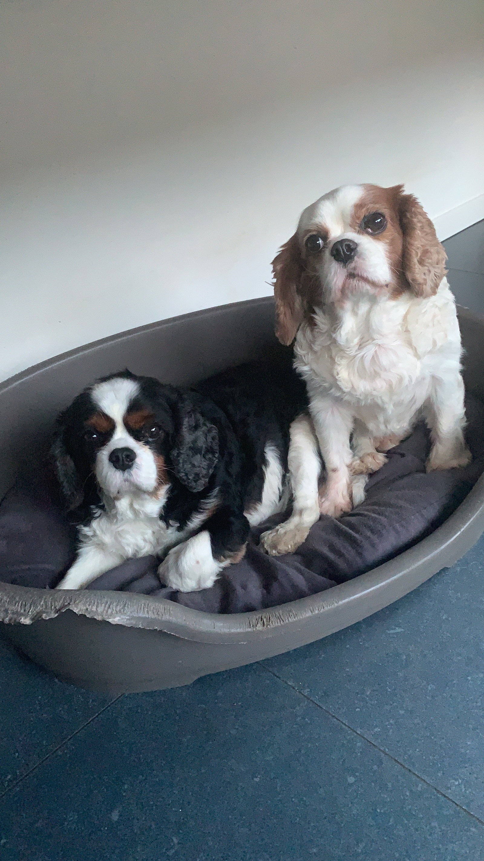 Thijs, pet sitter in Eindhoven, photo 2