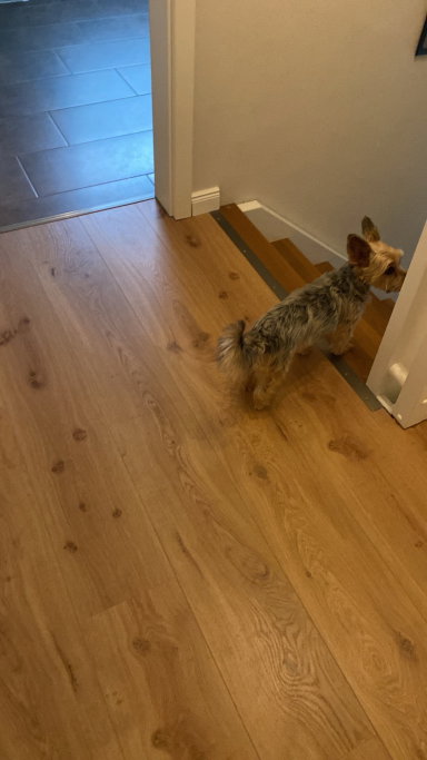 Lina, Tiersitter in Börnsen, Foto 3