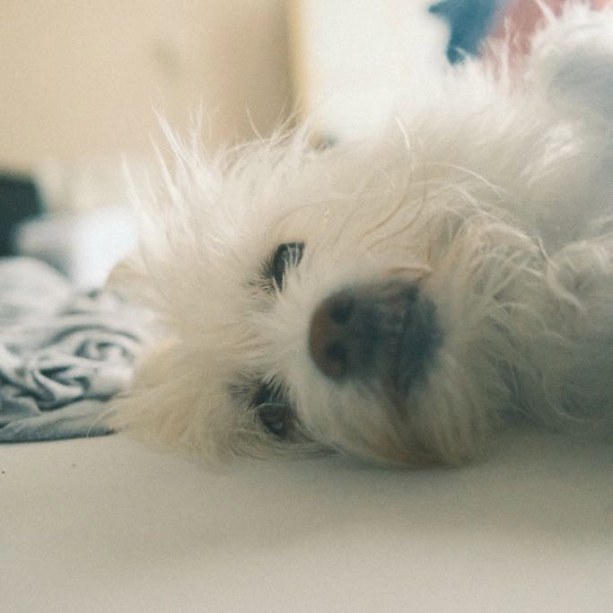 Marcos, pet sitter in Amsterdam, photo 5