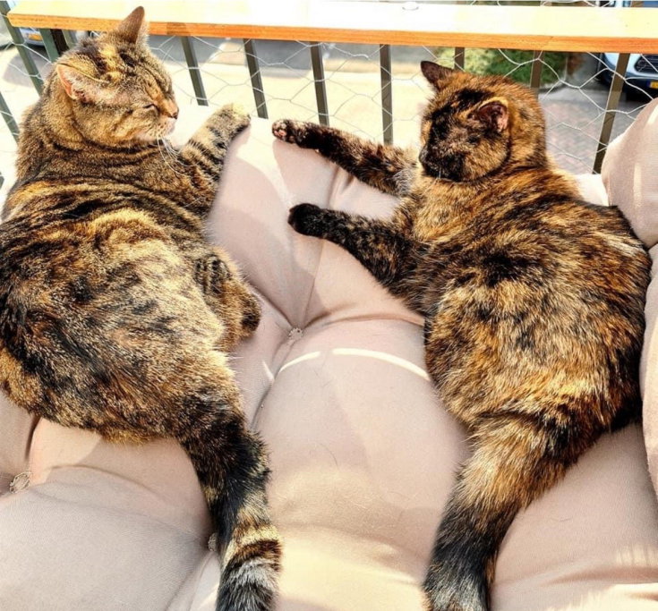 Michelle, pet sitter in Wijchen, photo 1