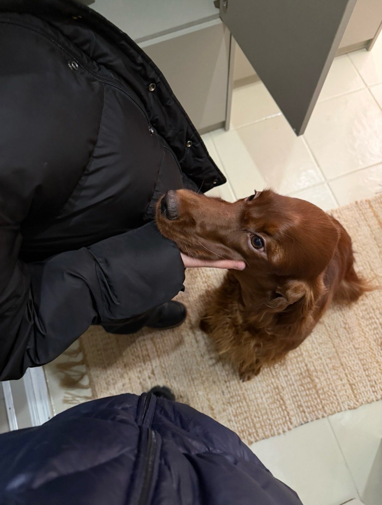 evika, pet sitter in Wassenaar, photo 5
