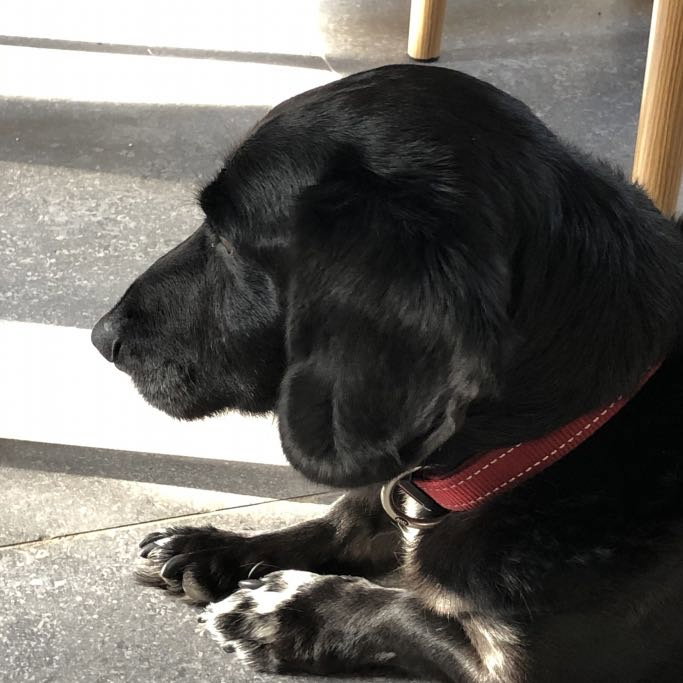 Yana, pet sitter in Aalsmeer, photo 3