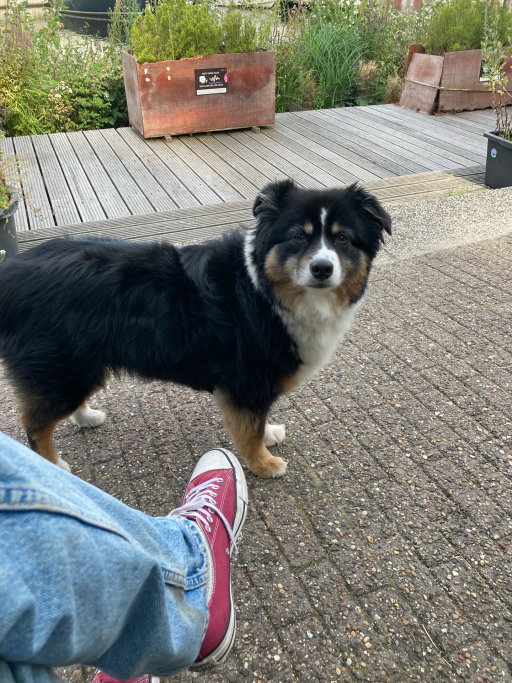 Rutger, pet sitter in Amsterdam, photo 5