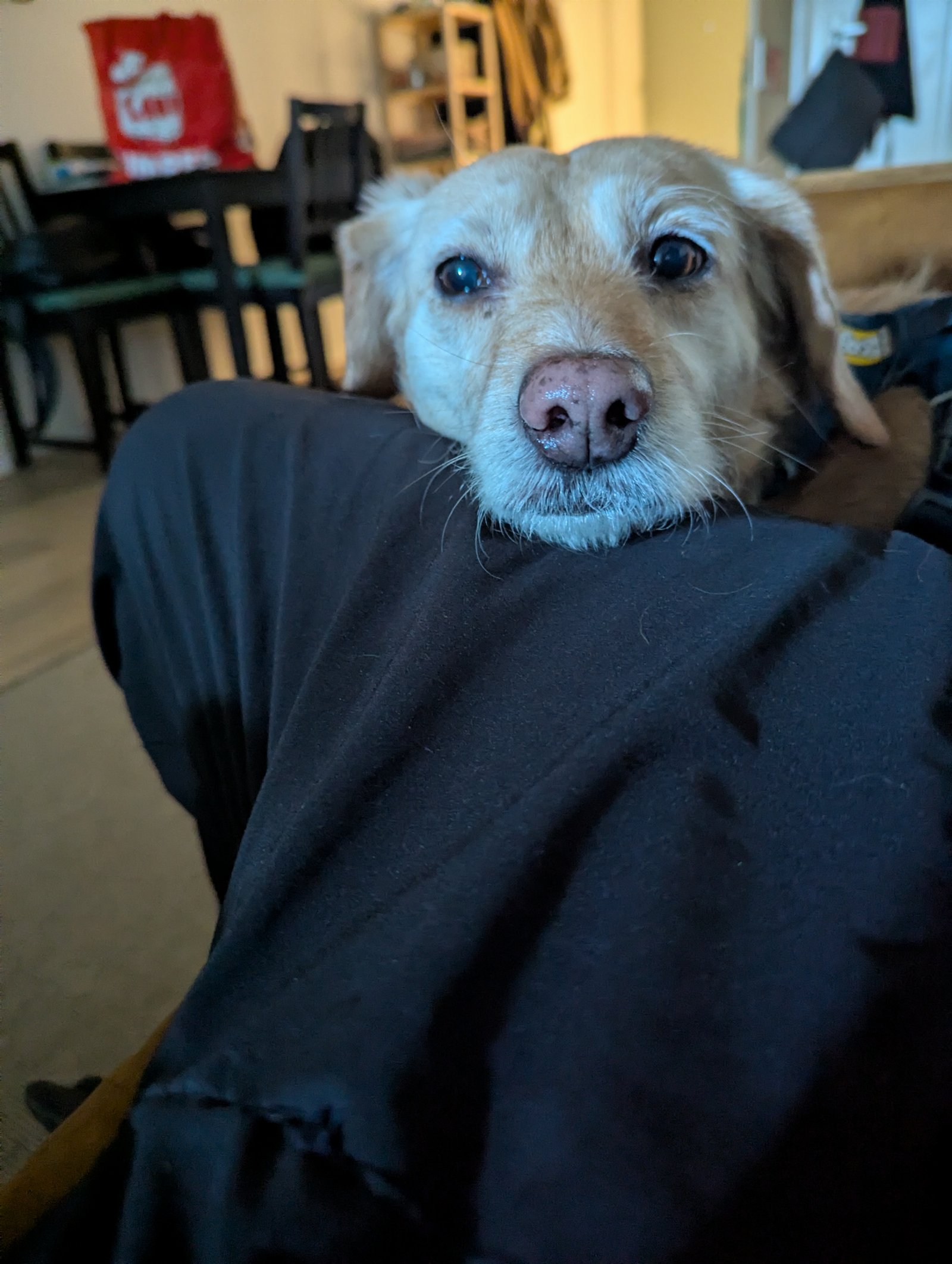 Danilo, pet sitter in Nieuwegein , photo 5