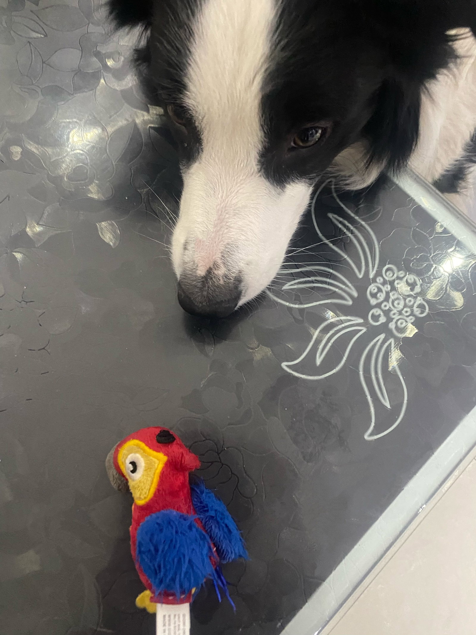 Yaya, pet sitter in Diemen, photo 5