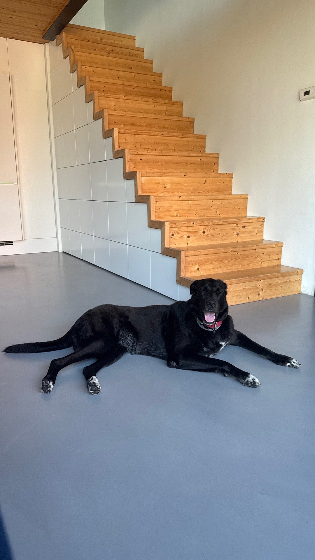 Roxana, pet sitter in Amsterdam, photo 2