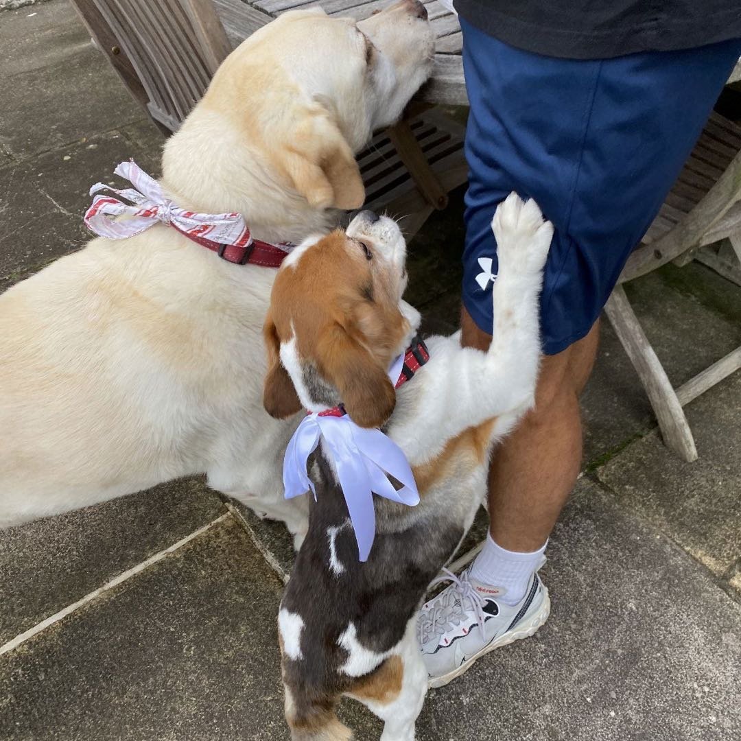 alex, pet sitter in Amsterdam, photo 5