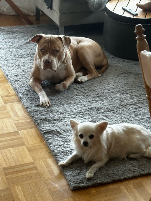 Emilia, pet sitter in München, photo 4