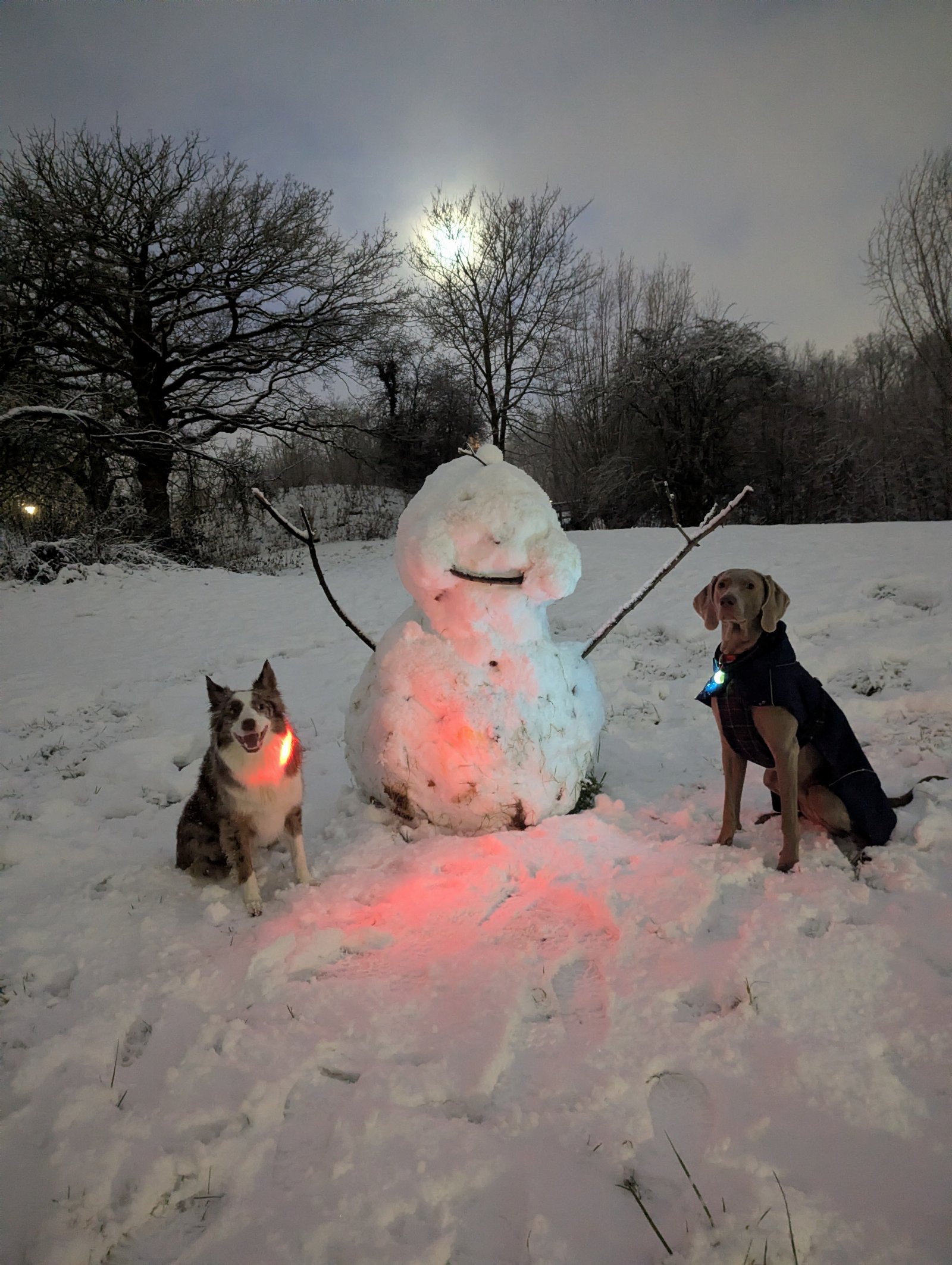 Danilo, pet sitter in Nieuwegein , photo 4