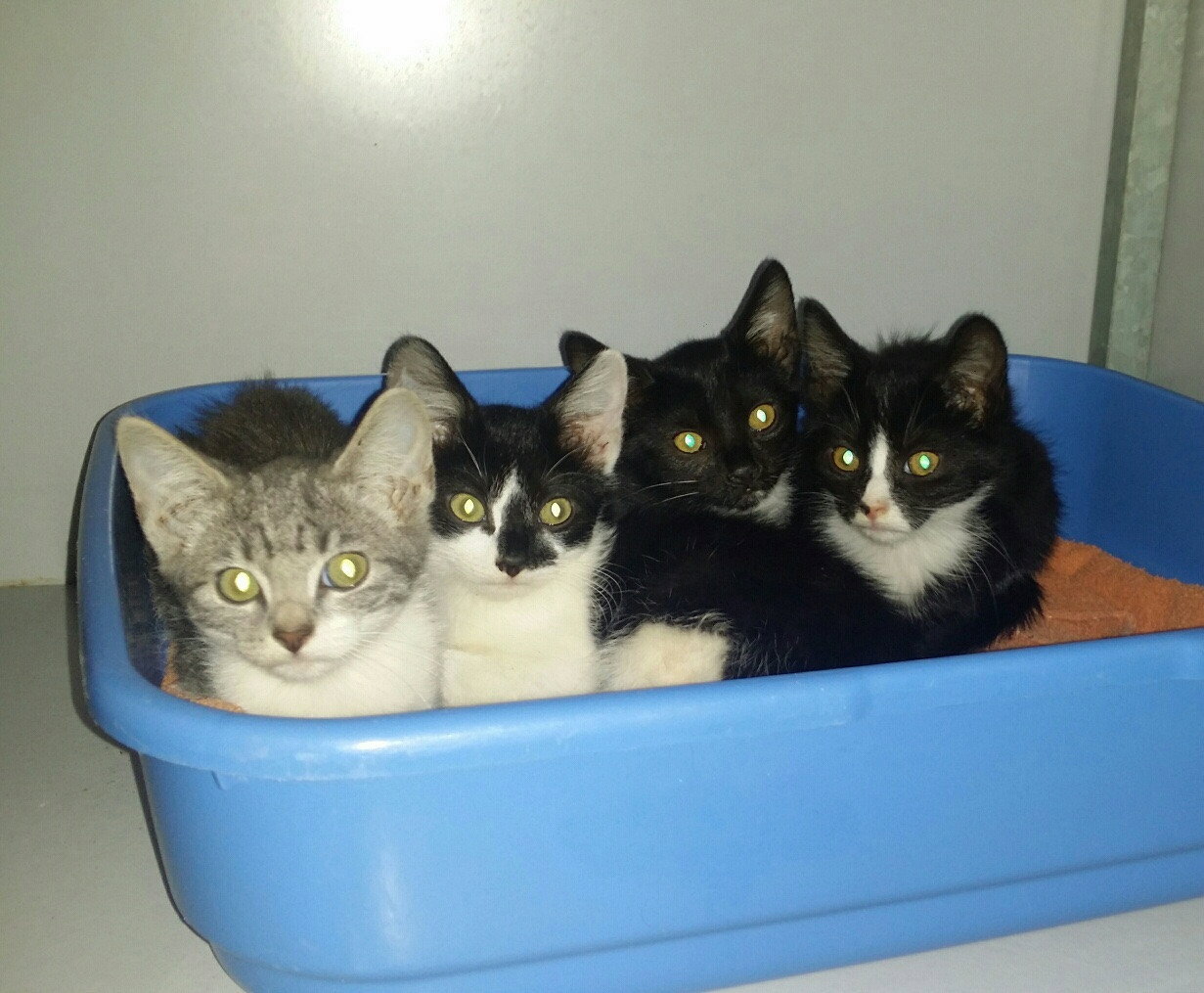 Linde, pet sitter in München, photo 3