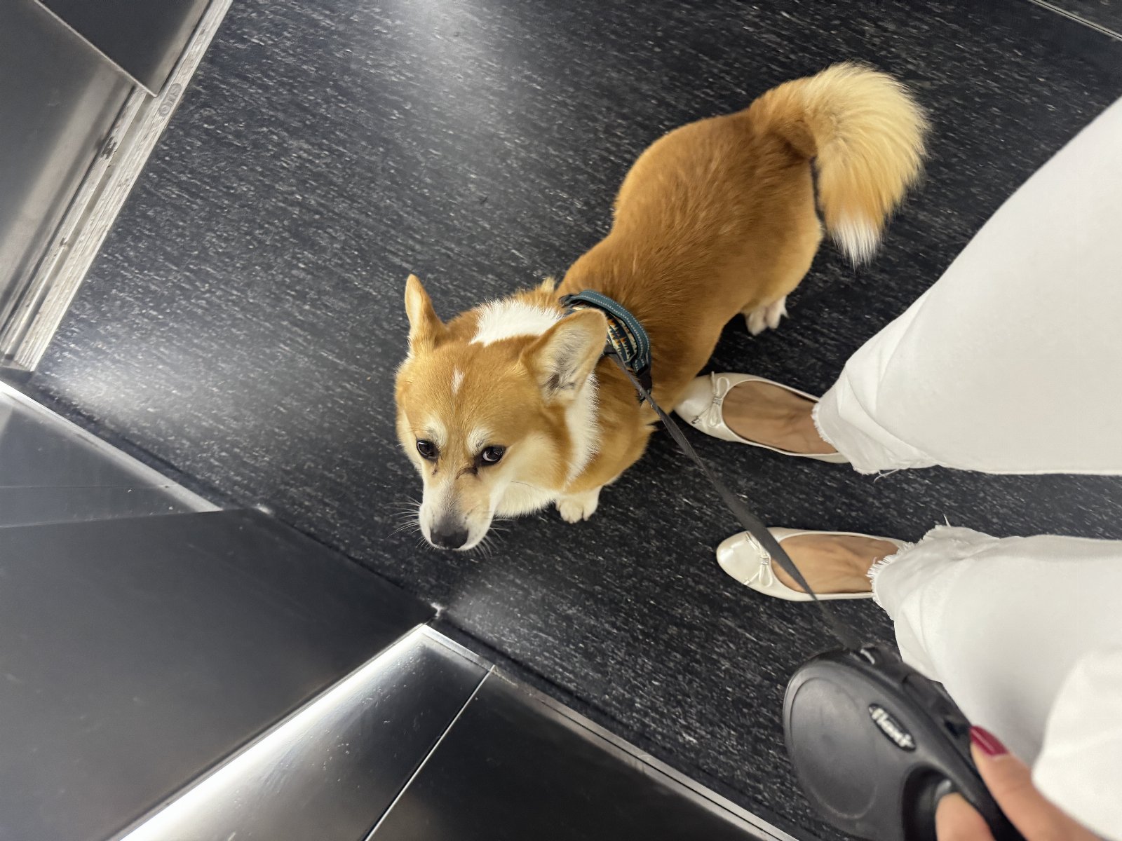 Nomi, pet sitter in Amsterdam, photo 1