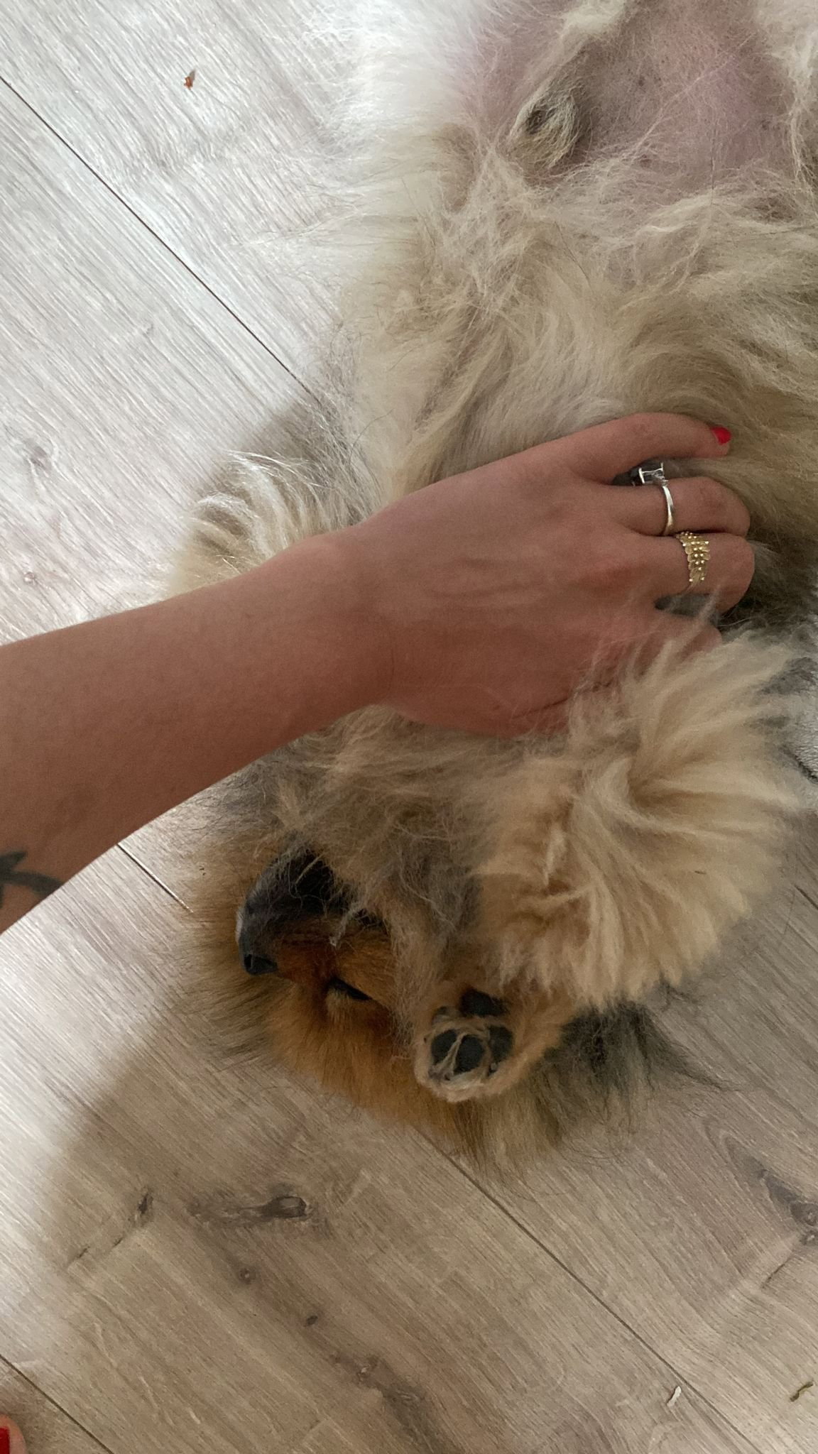 Cecilia, pet sitter in Amsterdam, photo 5