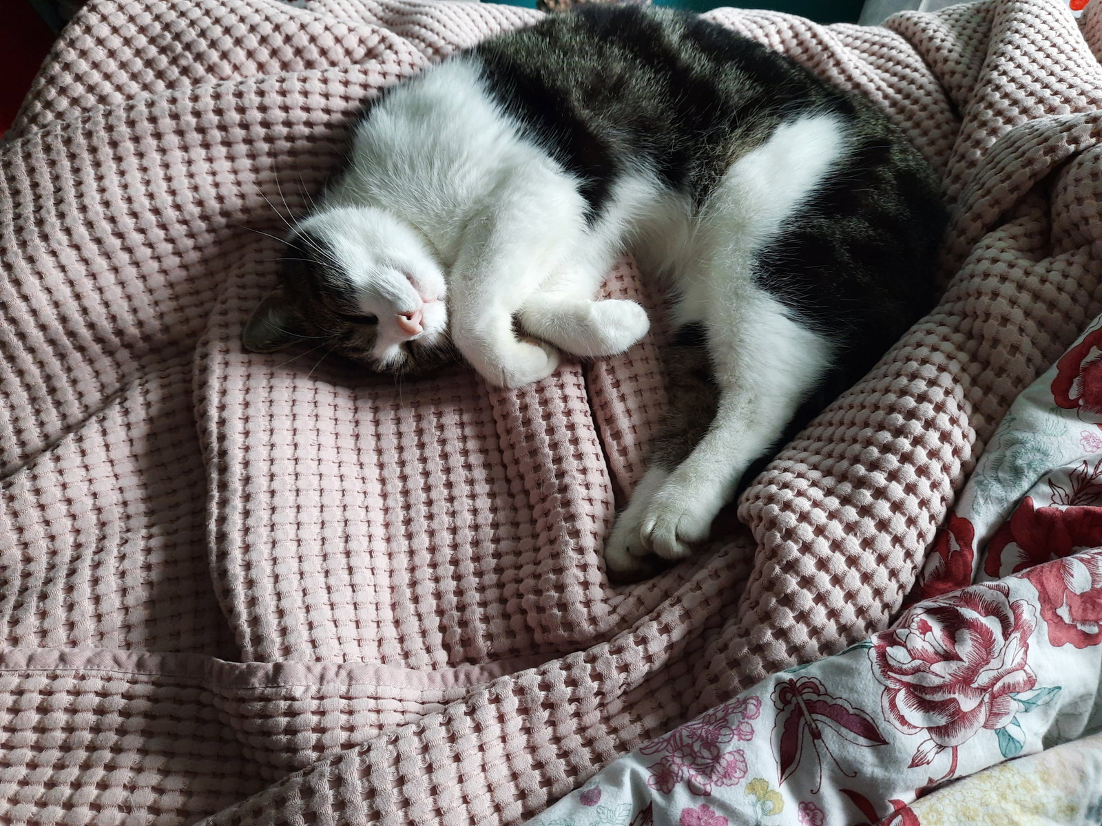 Elske, dierenoppas in Eibergen, foto 1