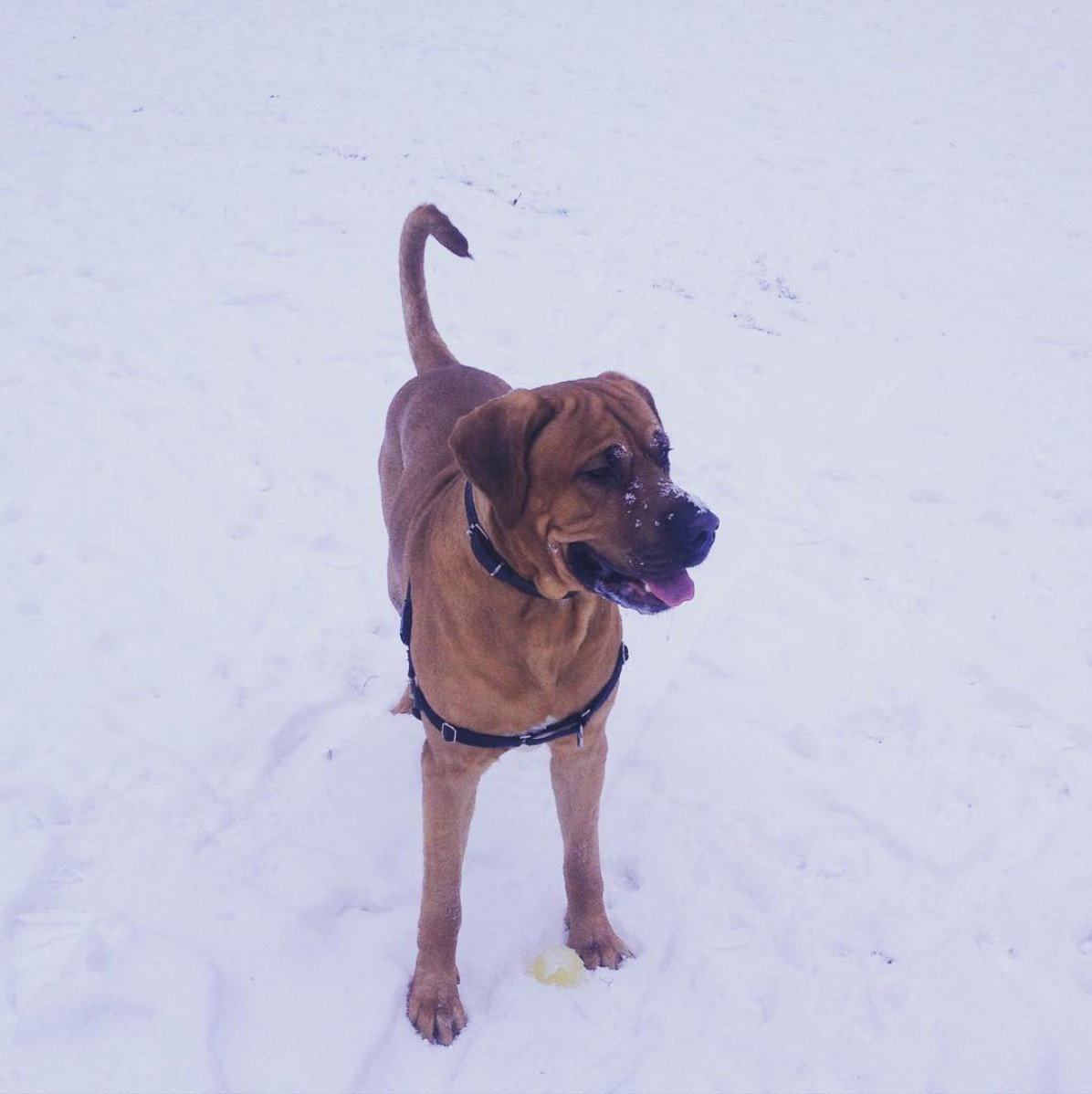 Nanna, pet sitter in Amsterdam, photo 3