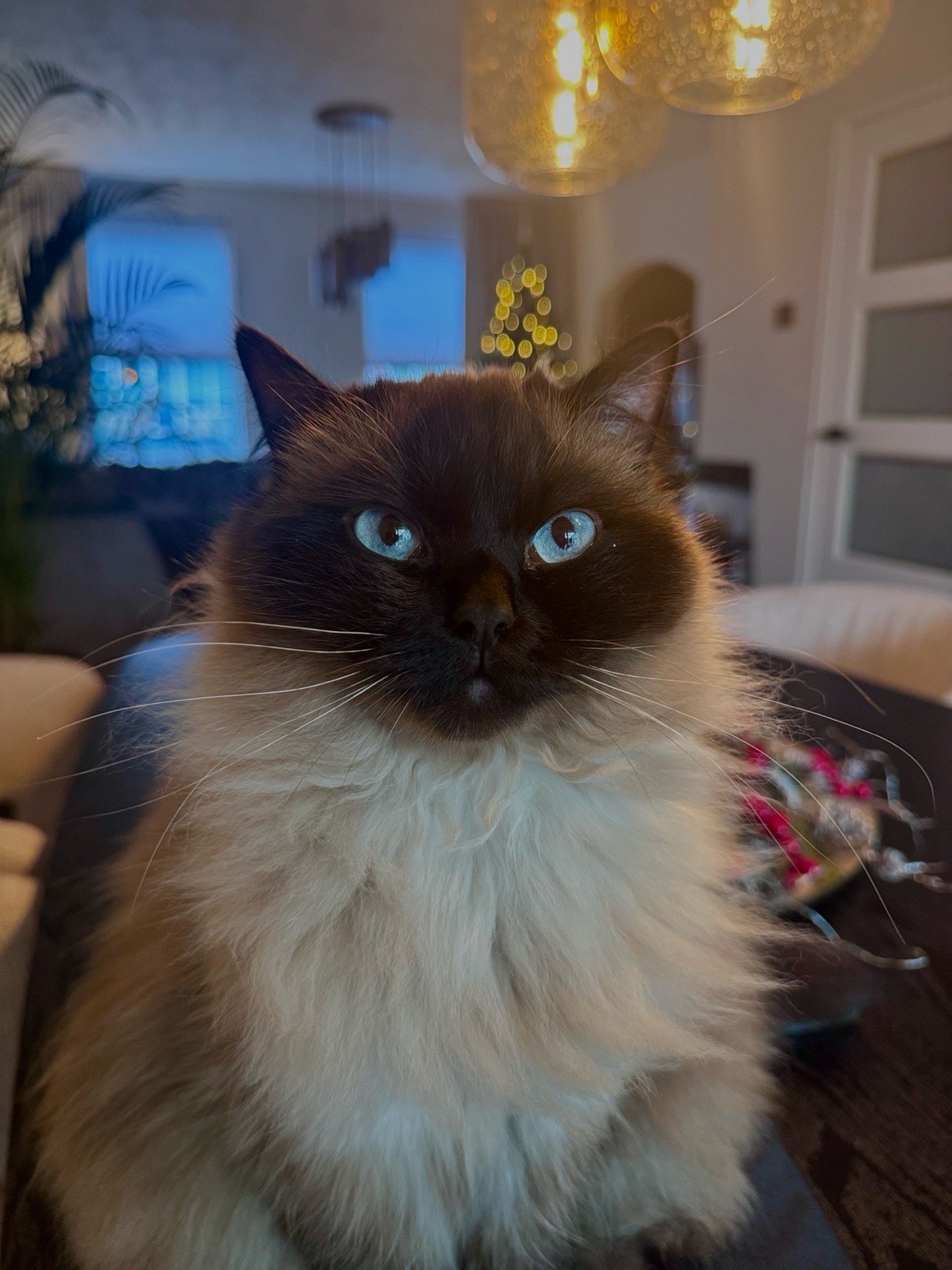 laura, pet sitter in Uden, photo 2