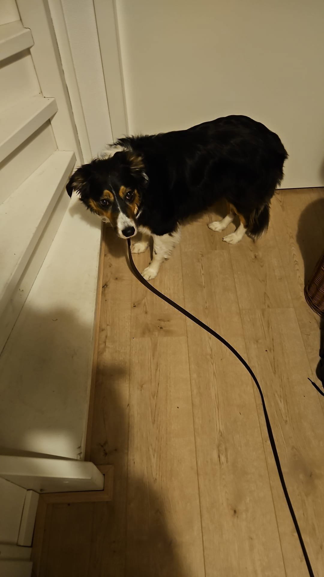 aart jan, pet sitter in Eindhoven, photo 2