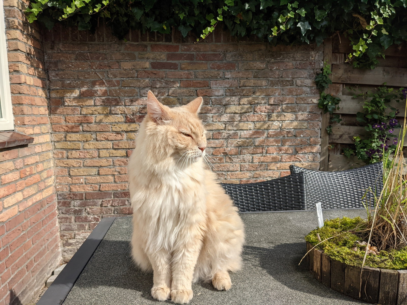 Pauline, pet sitter in Zaandam, photo 4