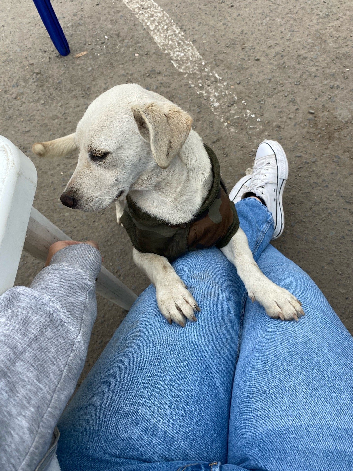 francisca, pet sitter in Rotterdam, photo 5