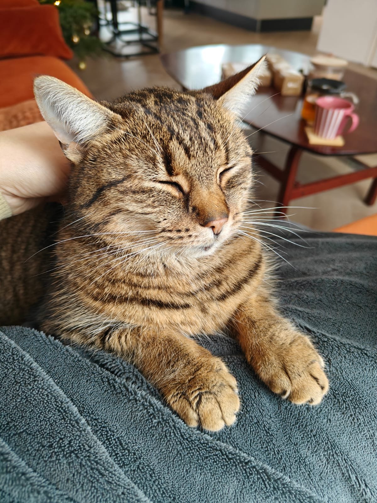 Geritia, pet sitter in Amsterdam, photo 1