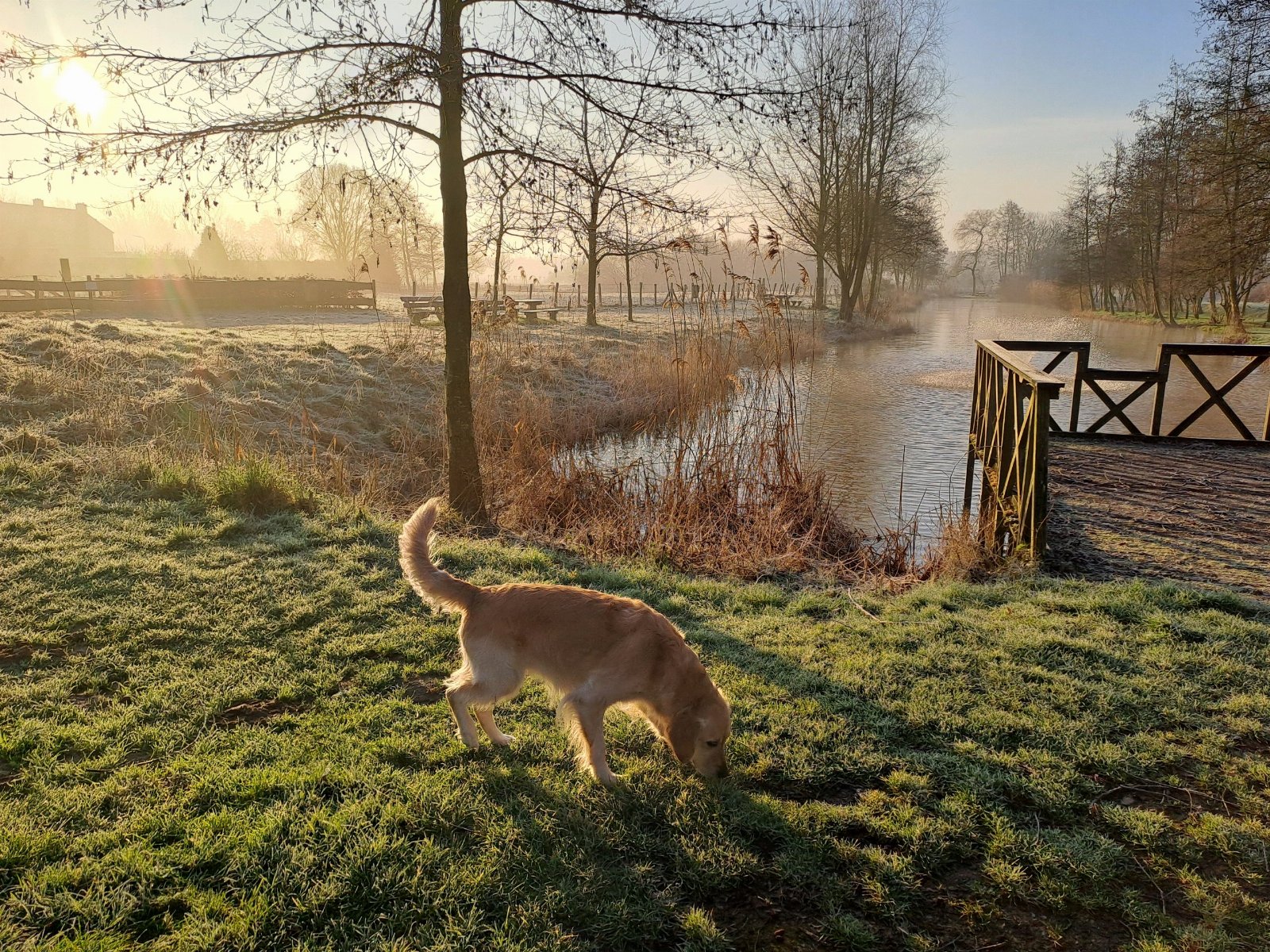 Josien, pet sitter in Koningslust, photo 2