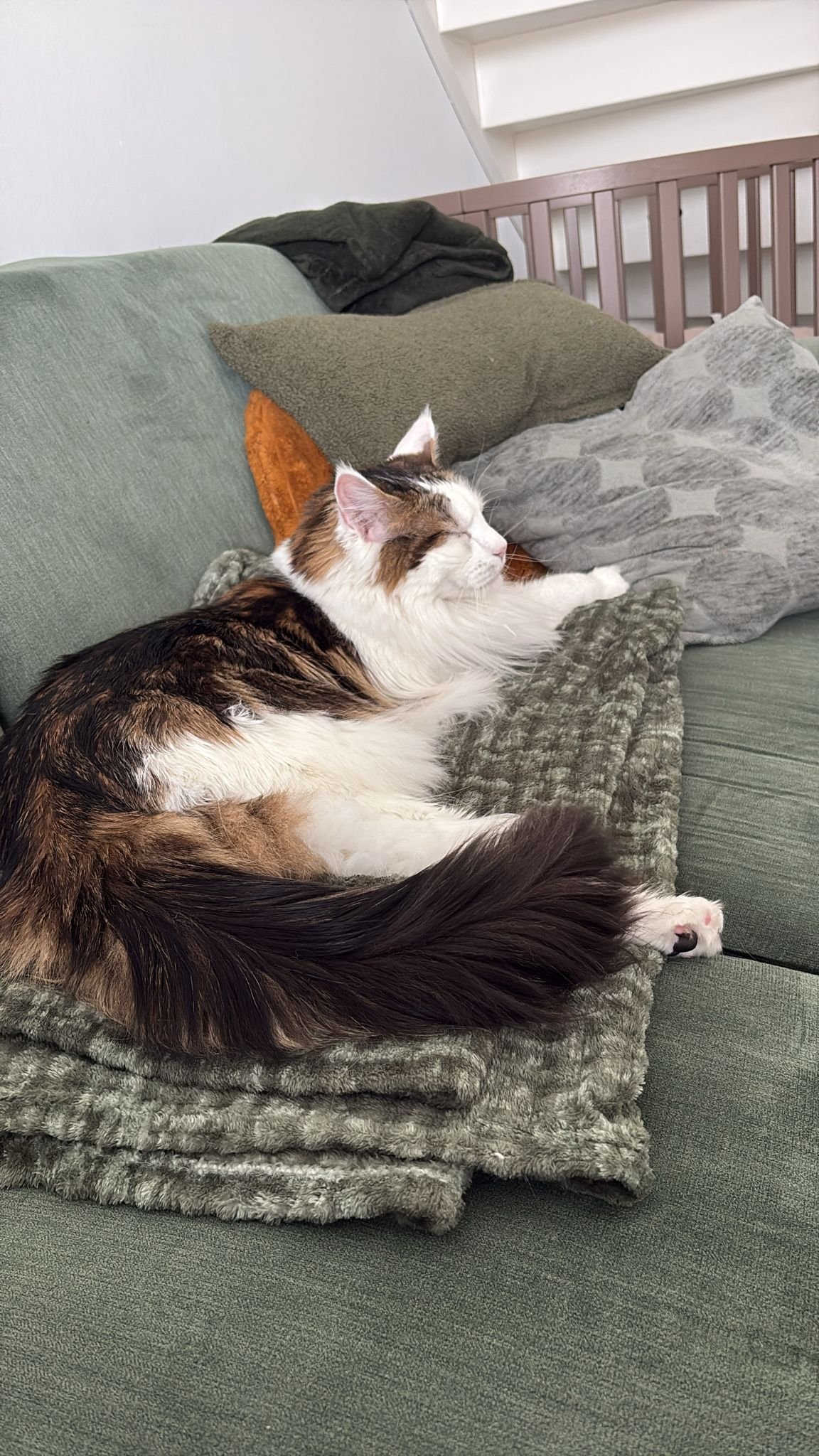 Ellis, pet sitter in Assen, photo 4