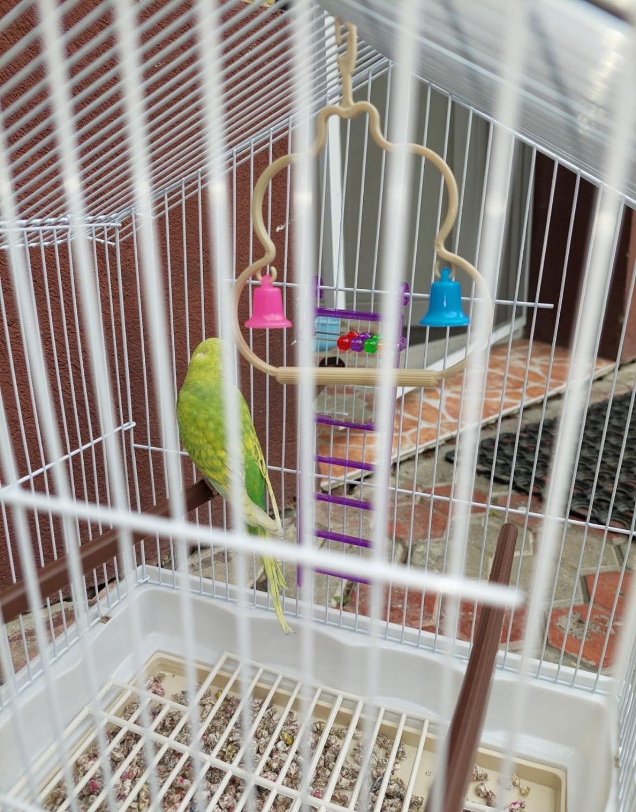 Deni, pet sitter in Leiden, photo 4