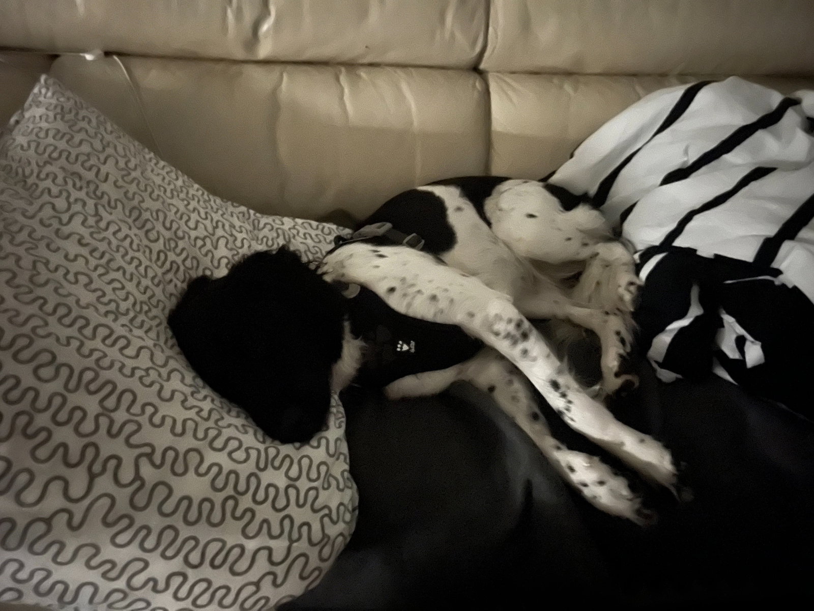 Sofia, pet sitter in Amstelveen, photo 4
