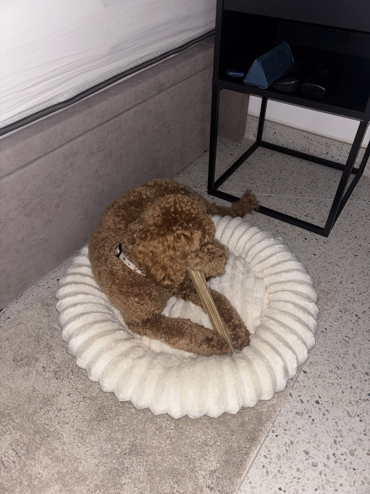 Kelly, pet sitter in Wijchen, photo 1