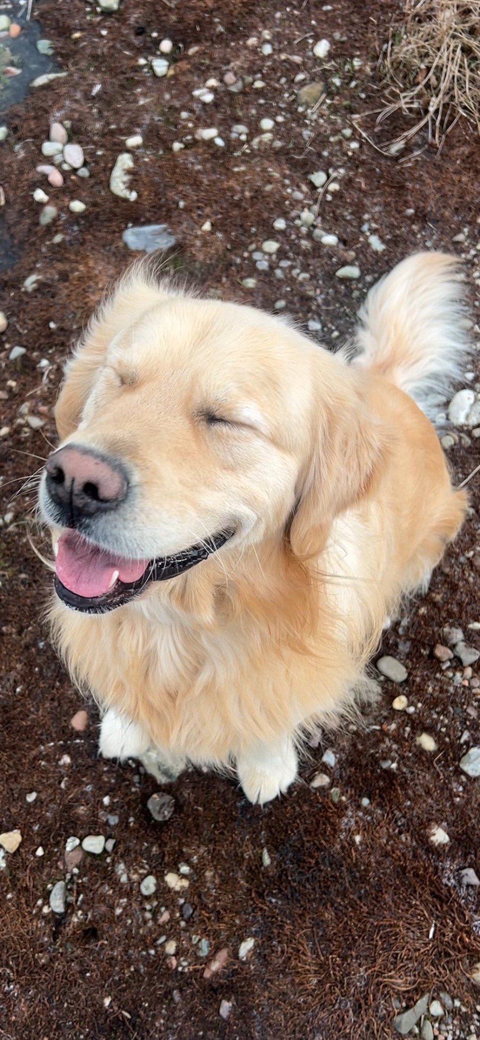 Marley, dierenoppas in 's-Gravenhage, foto 3