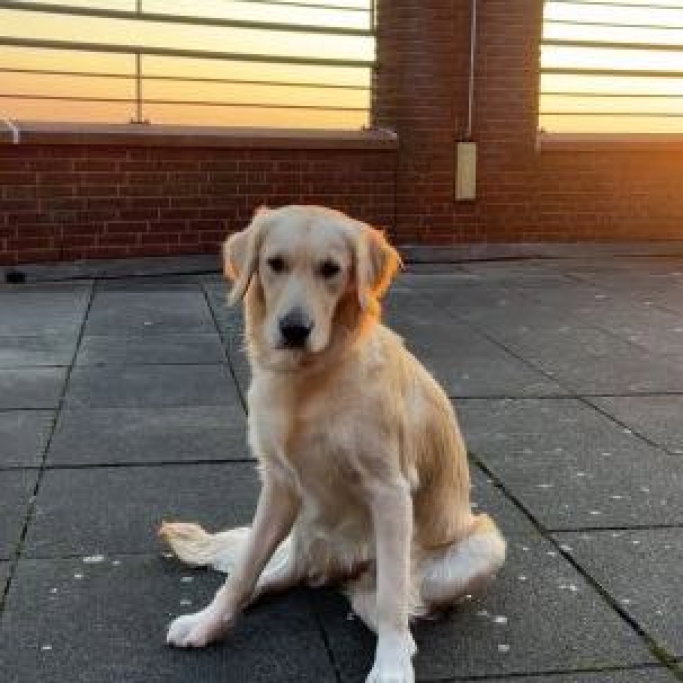 Iza Vie, pet sitter in 's-Gravenhage, photo 4