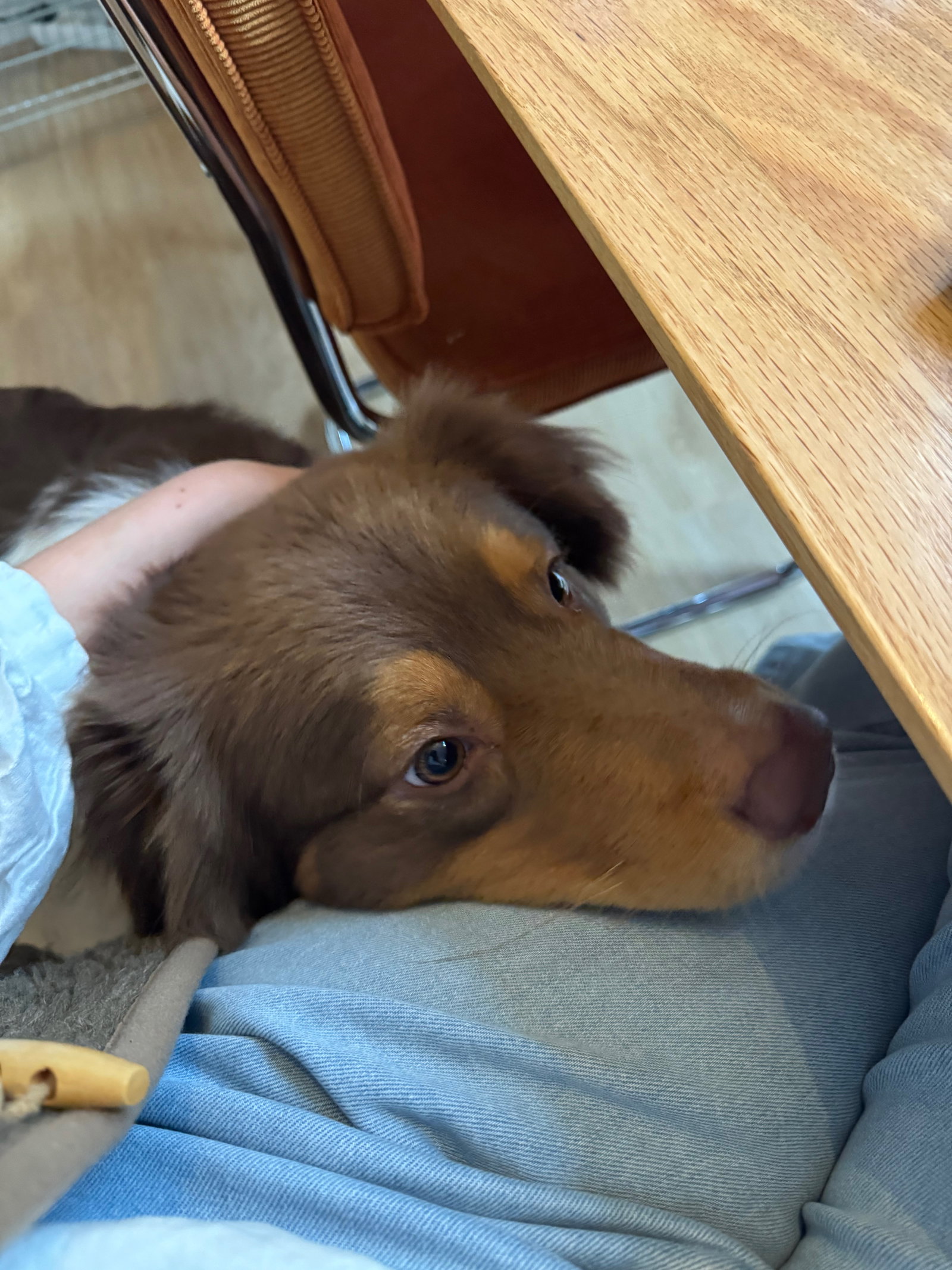 Jet, pet sitter in Amsterdam, photo 5