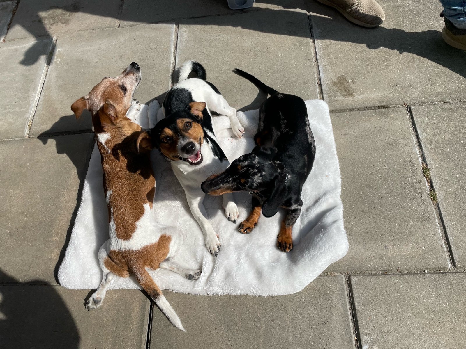 Raquel, pet sitter in Eindhoven, photo 5