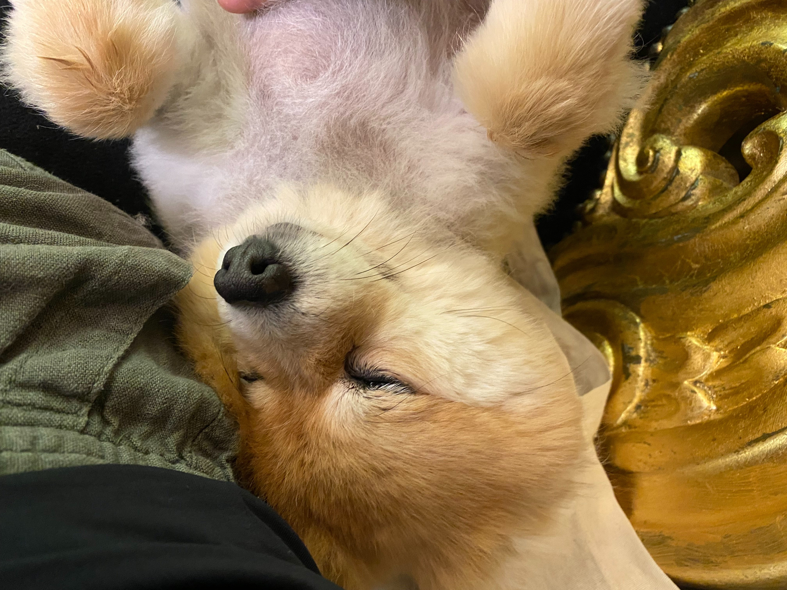 Ejona, pet sitter in Amsterdam, photo 1